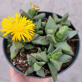 crocodile jaws succulent Faucaria tigrina Tiger Jaws -