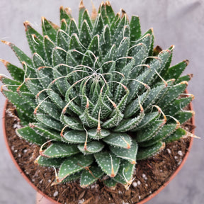 Aristaloe aristata 'Lace Aloe'