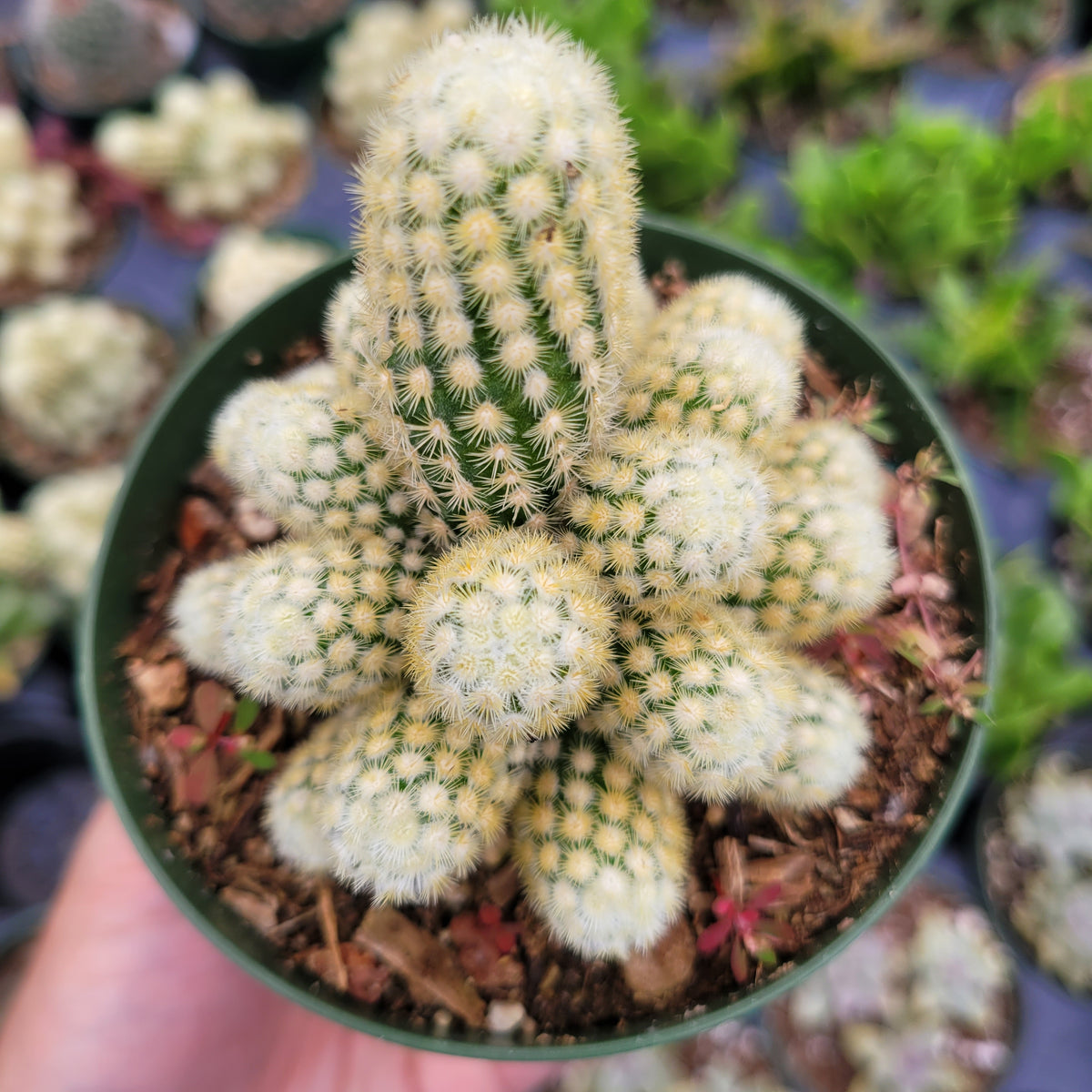 Mammillaria elongata 'Copper King'