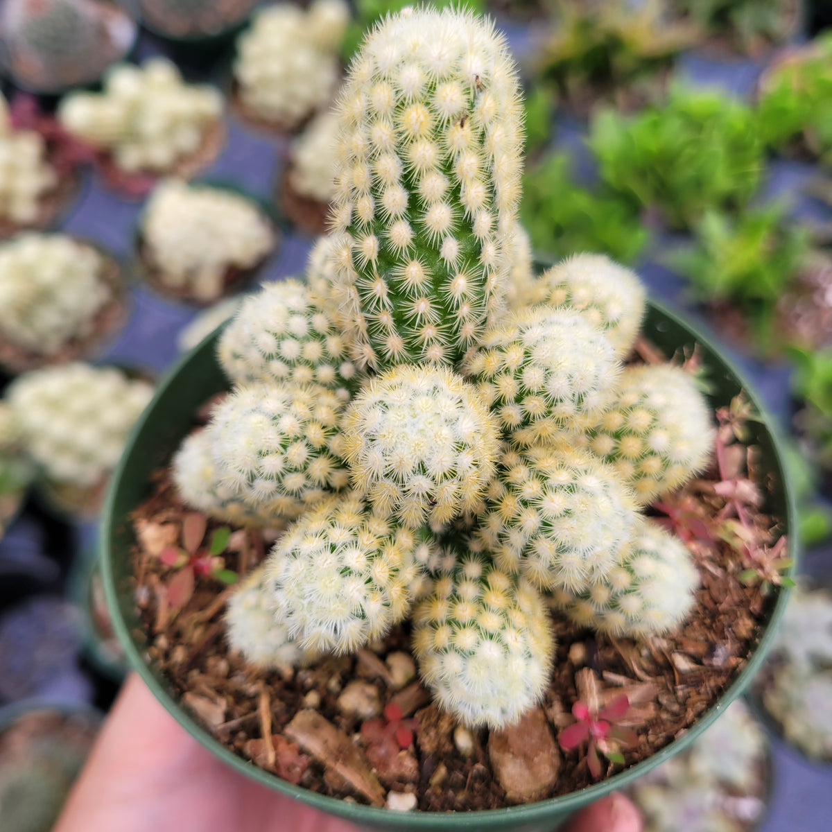 Mammillaria elongata 'Copper King'