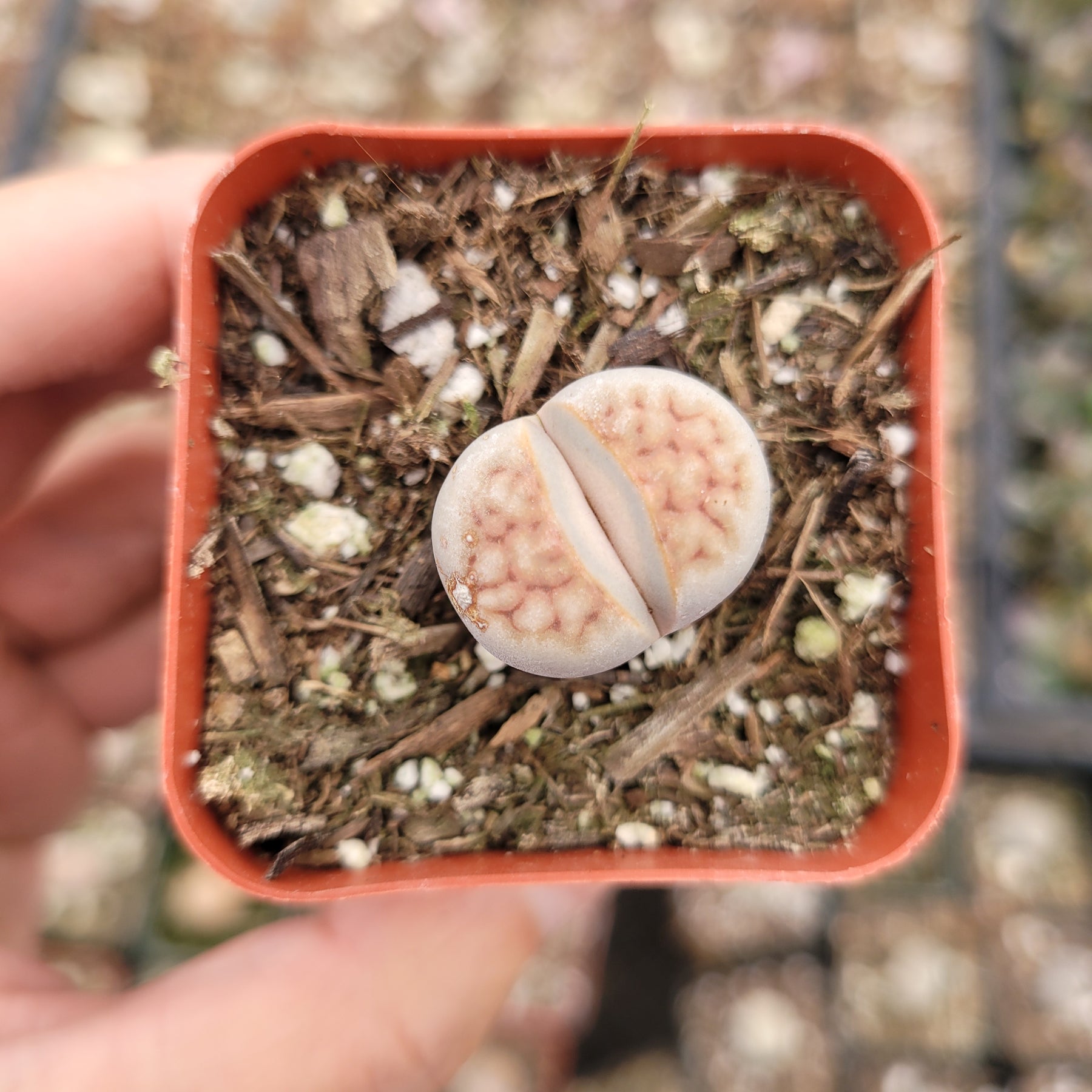 living stone succulent for sale Lithops 'Living Stones'