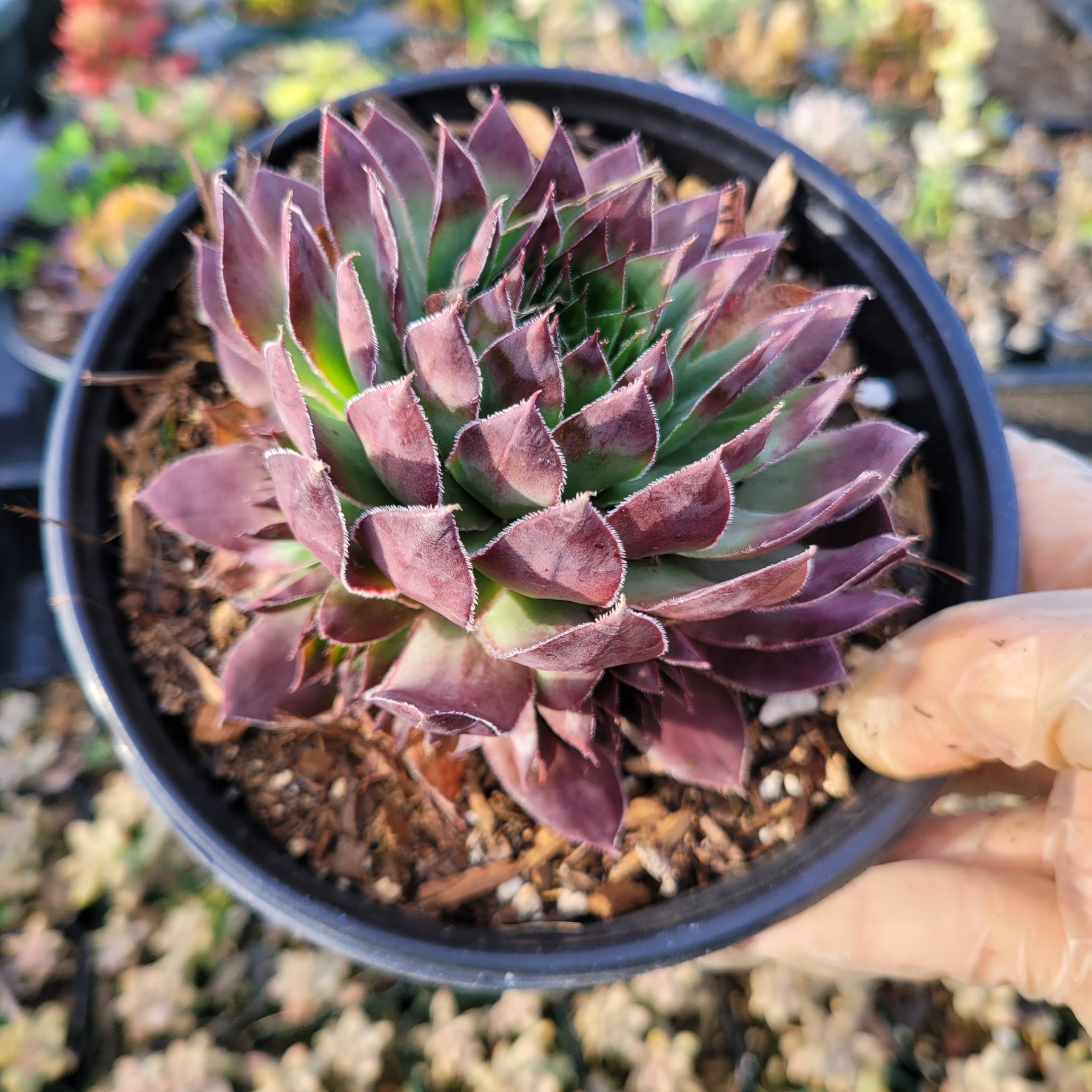 dark rose succulent Sempervivum 'Black Rose'