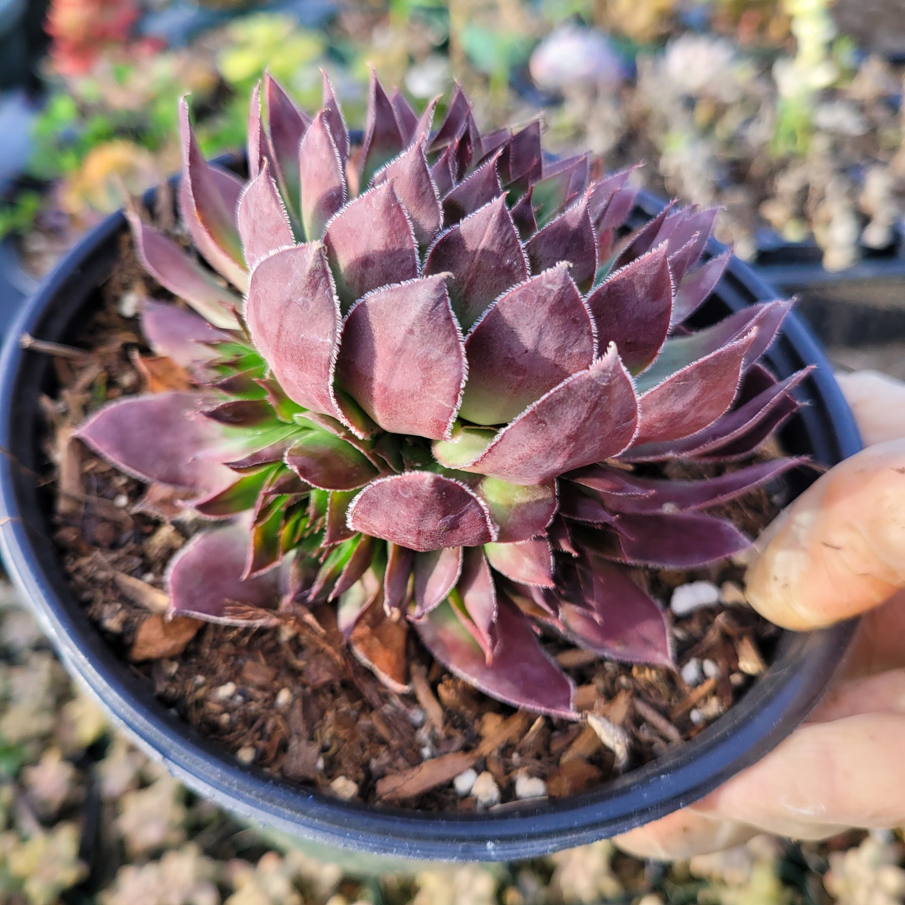 roseum succulent plant Sempervivum 'Black Rose'