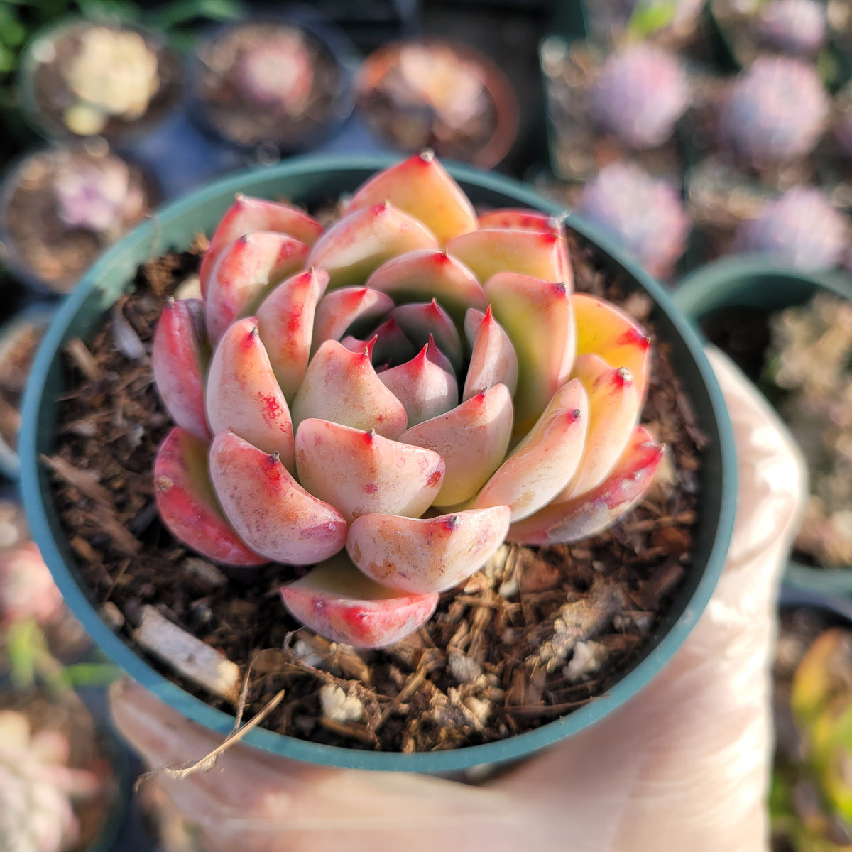 Echeveria 'Piano'