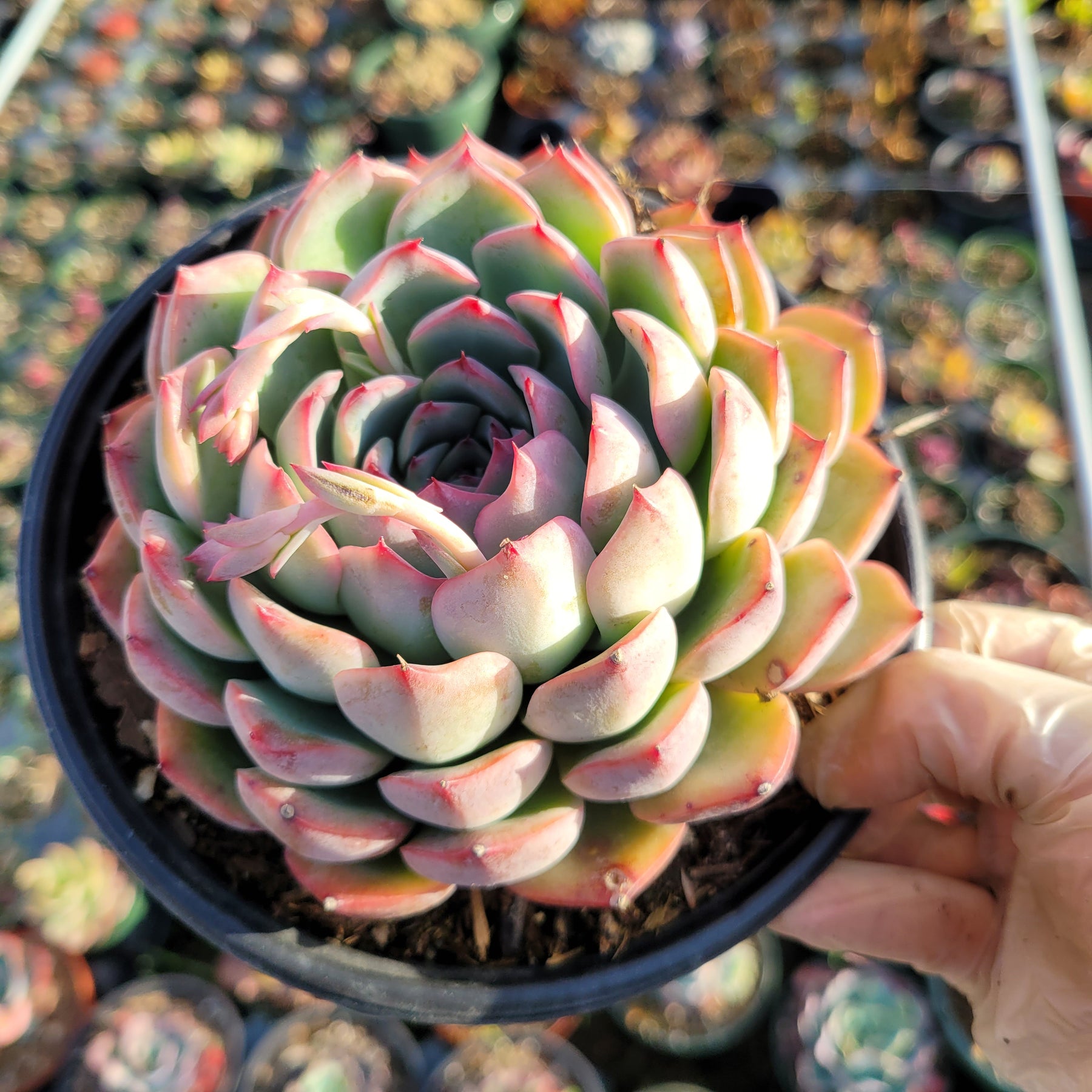 echeveria succulent tall Echeveria 'Piano'