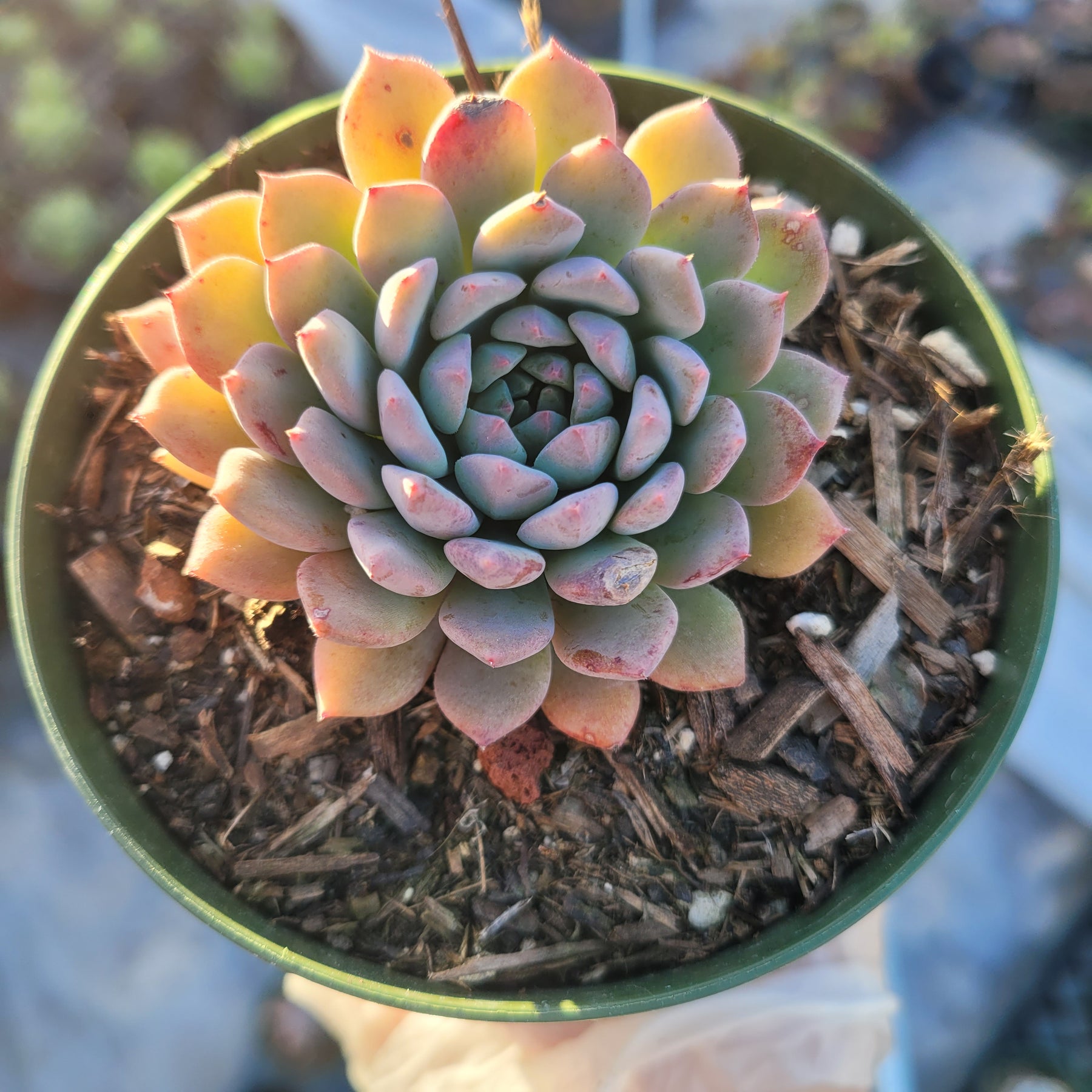 chorus succulent Echeveria 'Chrissy N Ryan'