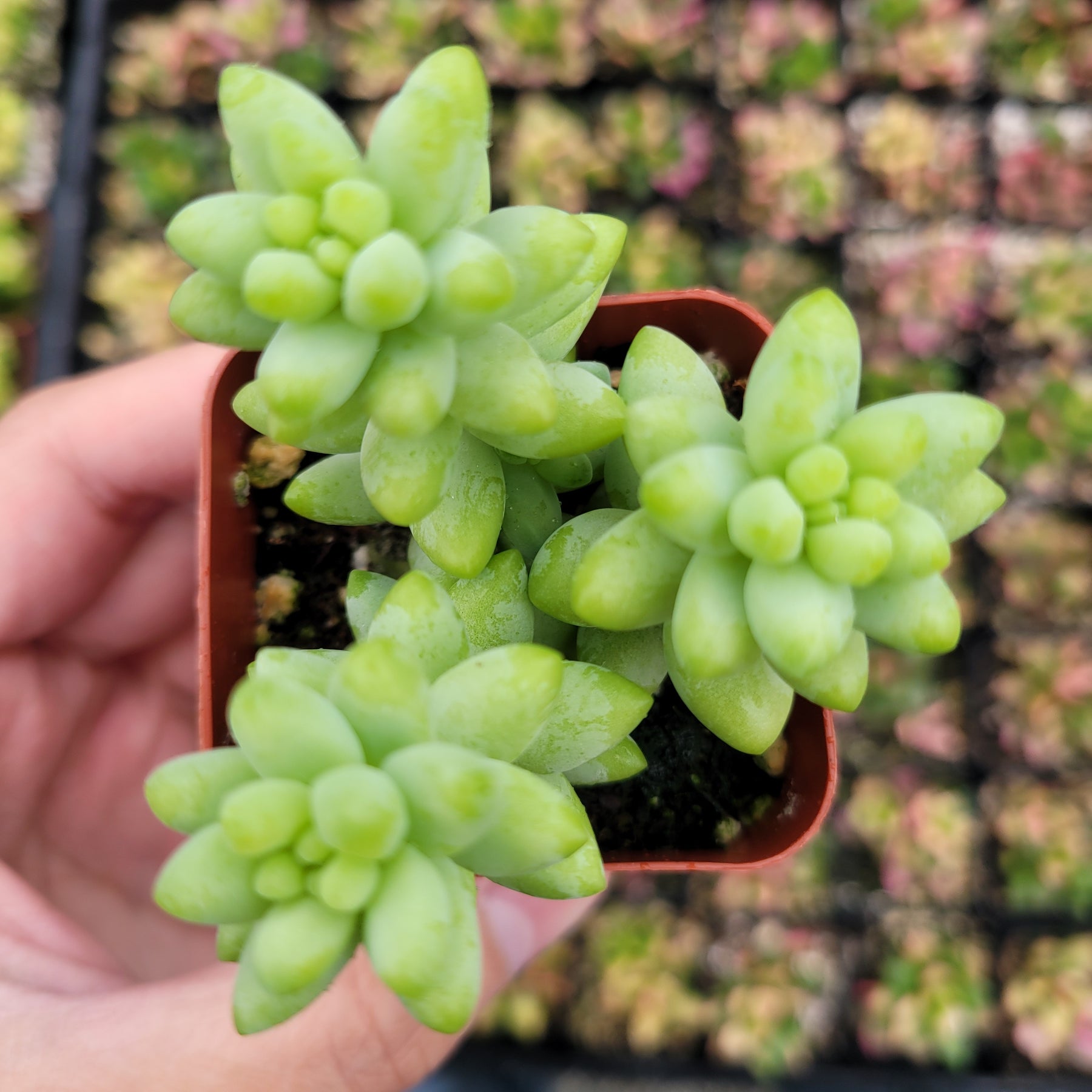Sedum 'Burrito' Donkey Tail
