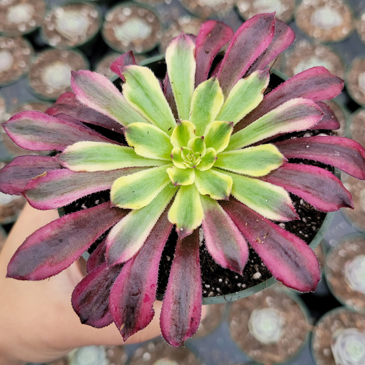 Aeonium 'Mardi Gras' - Succulents Depot