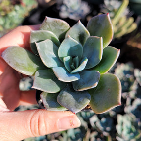Echeveria 'Blue Prince'