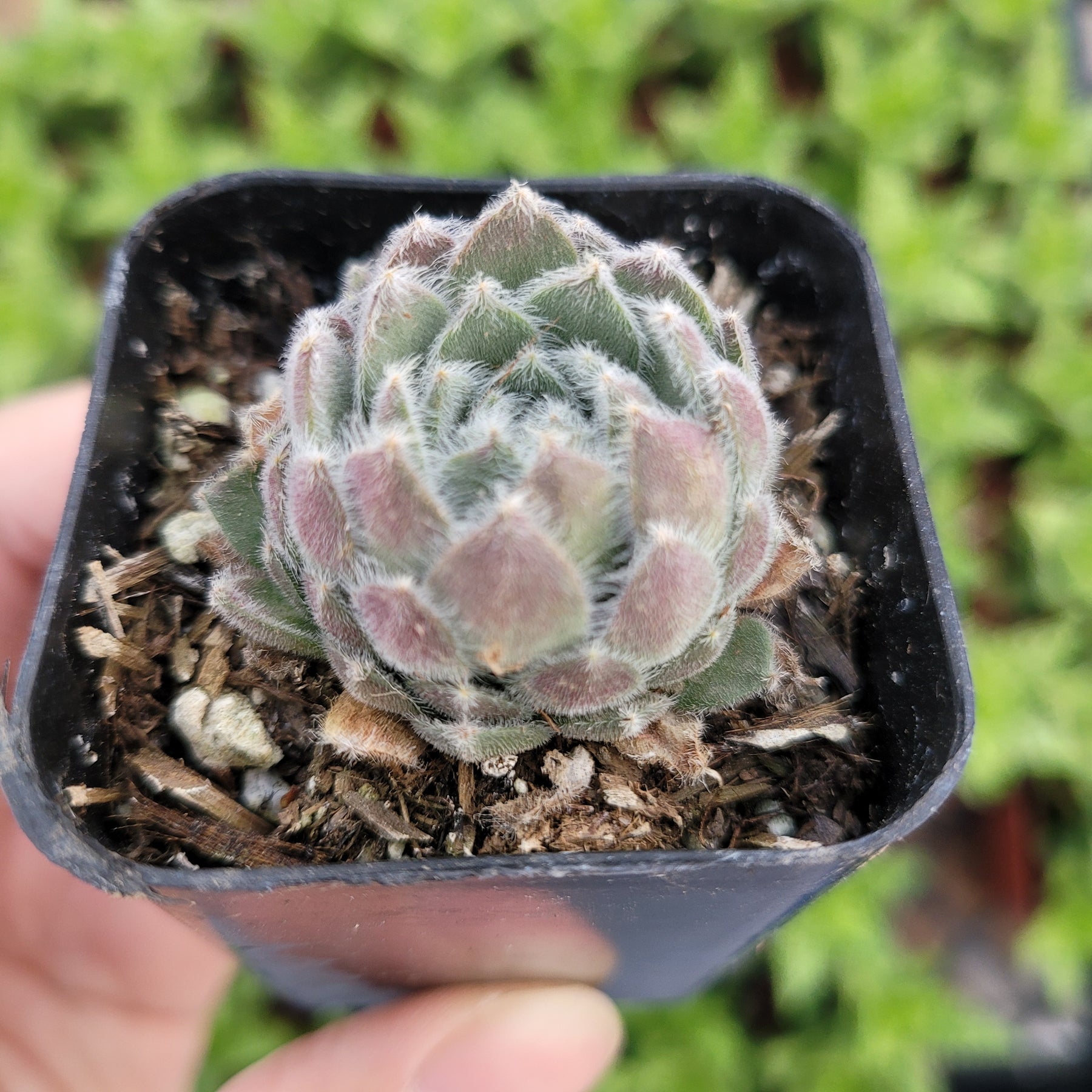 fuzzy succulent plant Sempervivum 'Plum Fuzzy'