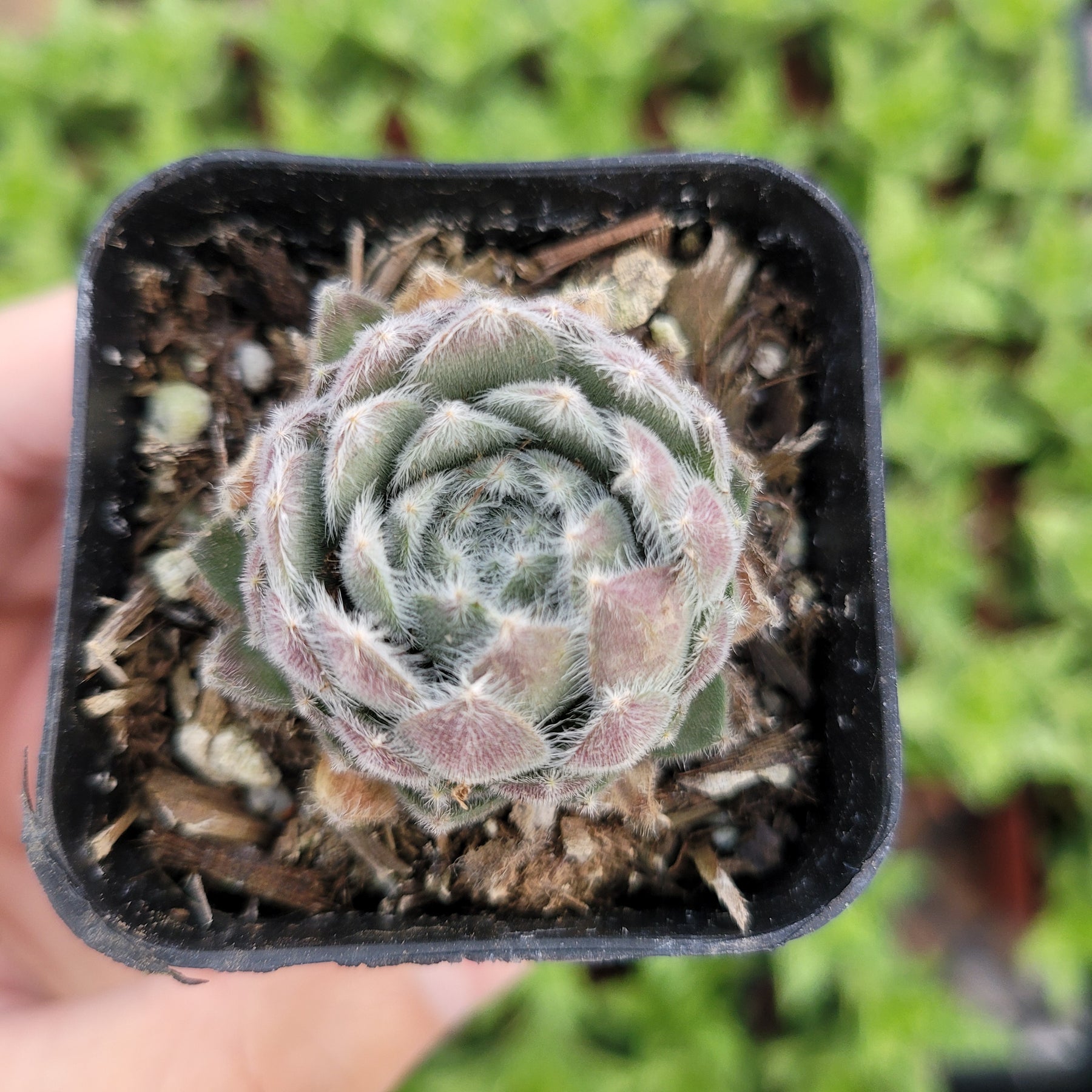 succulent plant with webbing Sempervivum 'Plum Fuzzy'