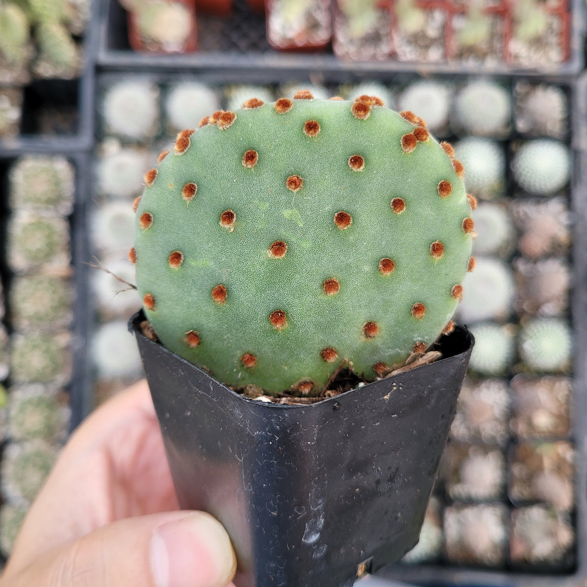 Opuntia Violacea BeaverRita Cactus in black pot.