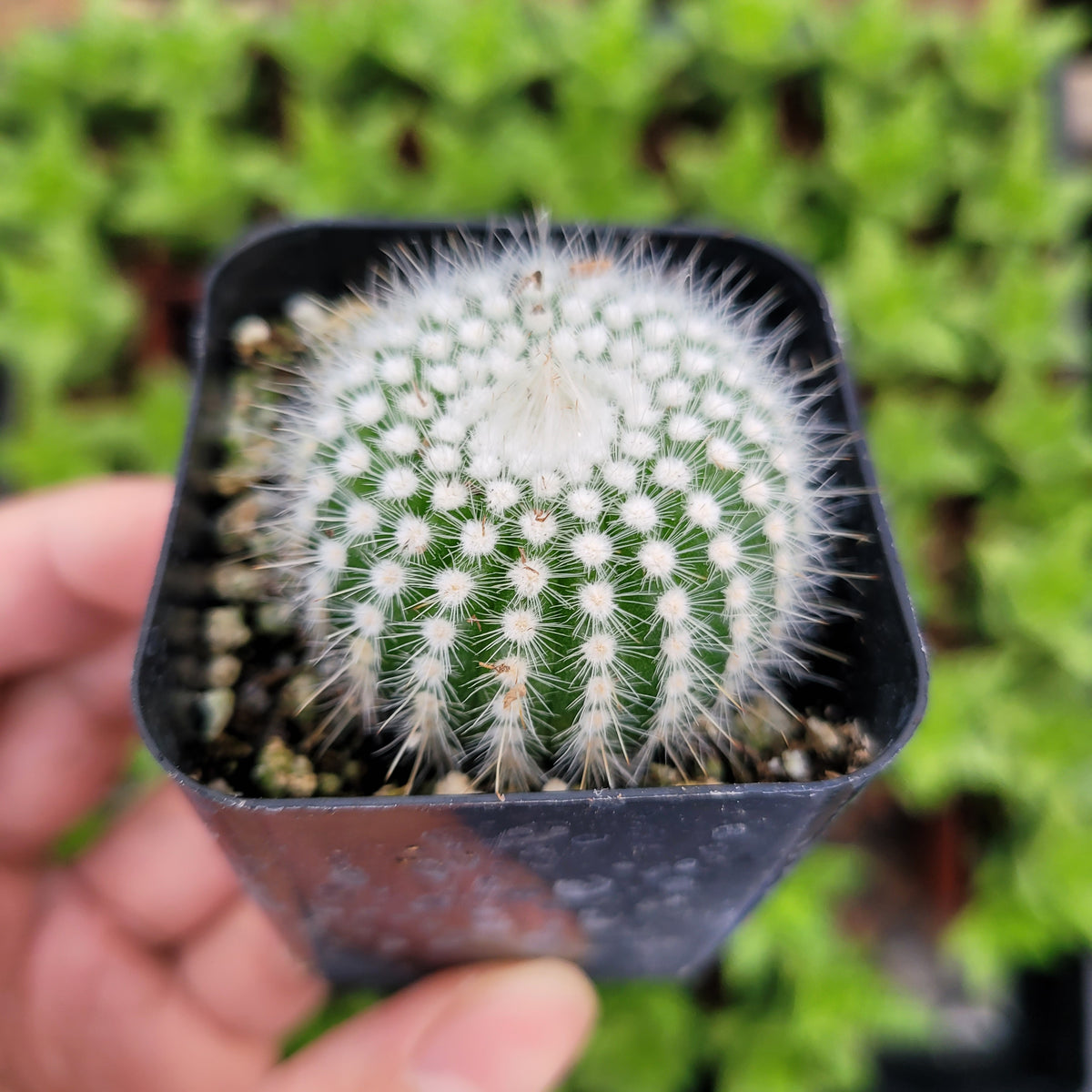 Notocactus Silver Ball