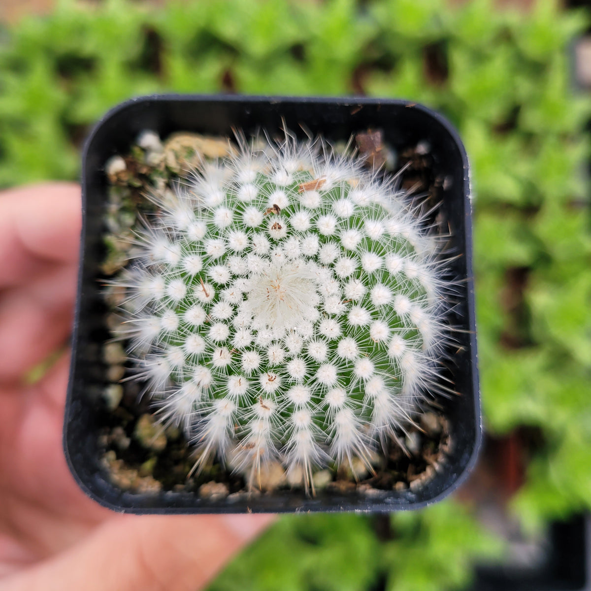 Notocactus Silver Ball