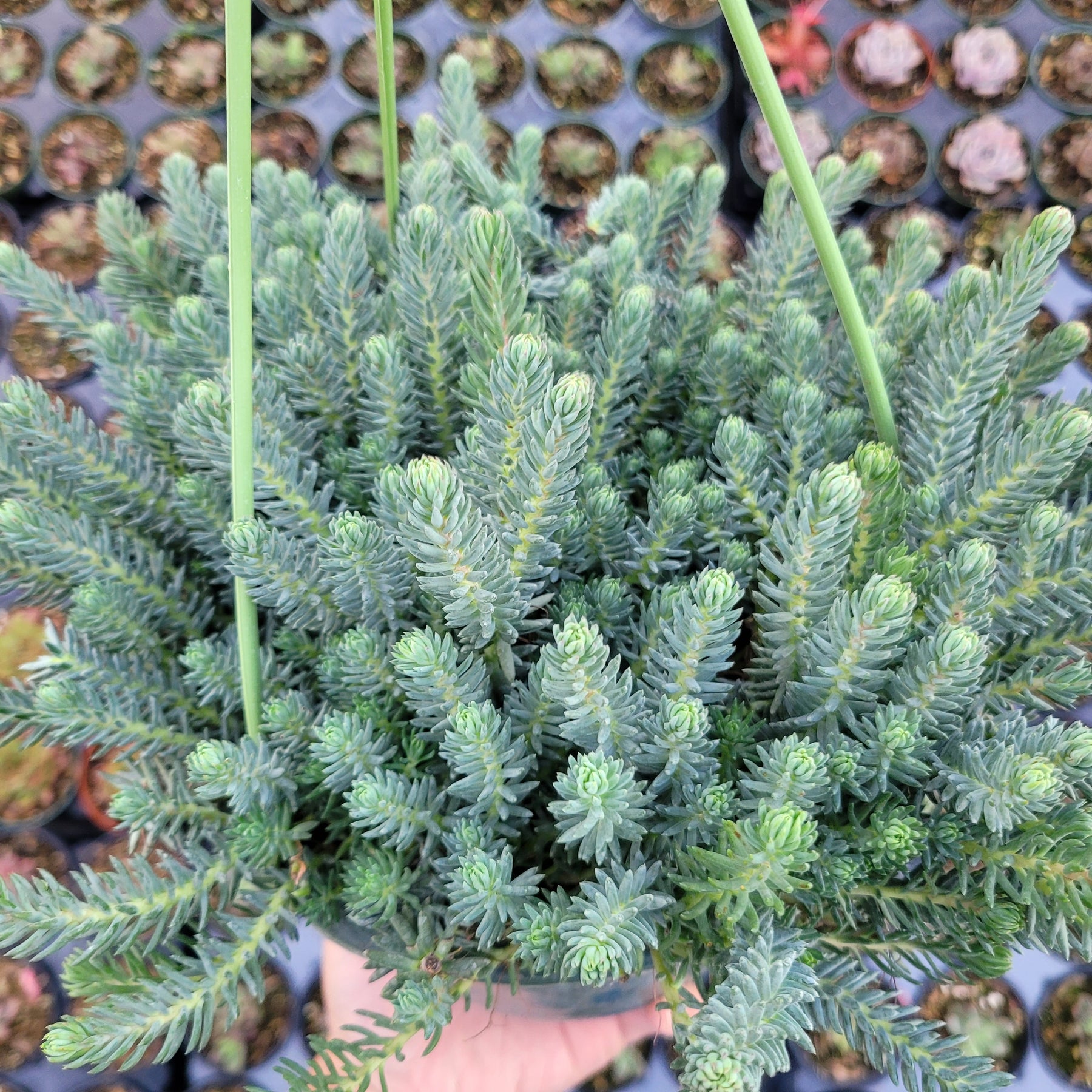 sedum sediforme succulent Sedum sediforme 'Turquoise Tails' -