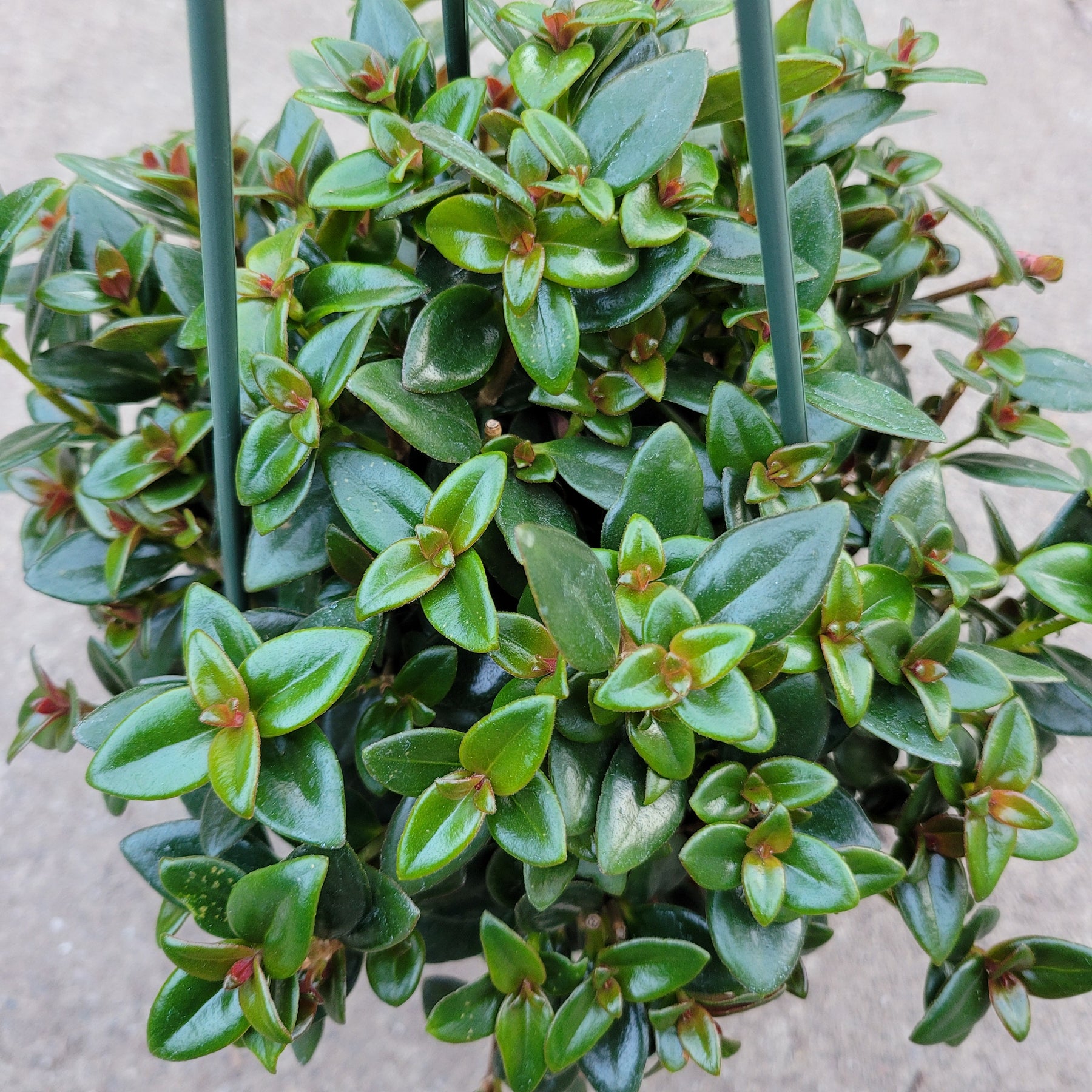 goldfish plant hanging Nematanthus gregarius 'Goldfish Plant' 2 Inch