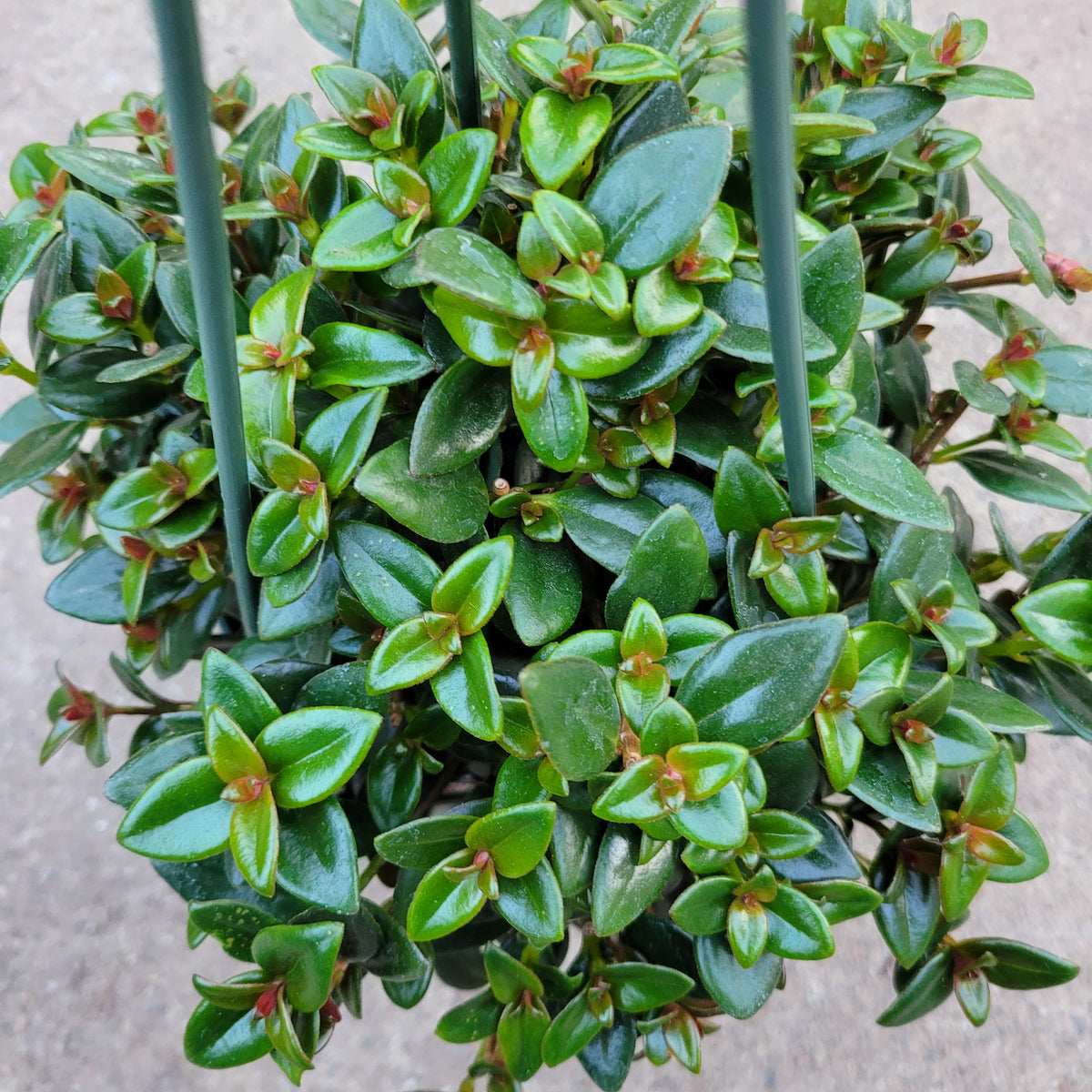 Nematanthus gregarius 'Goldfish Plant'