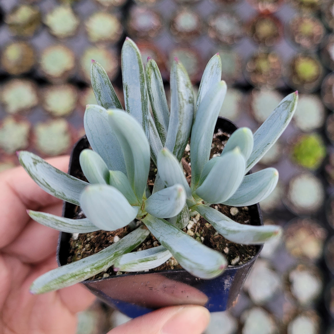Senecio serpens 'Blue Chalk Sticks' in a nursery tray.