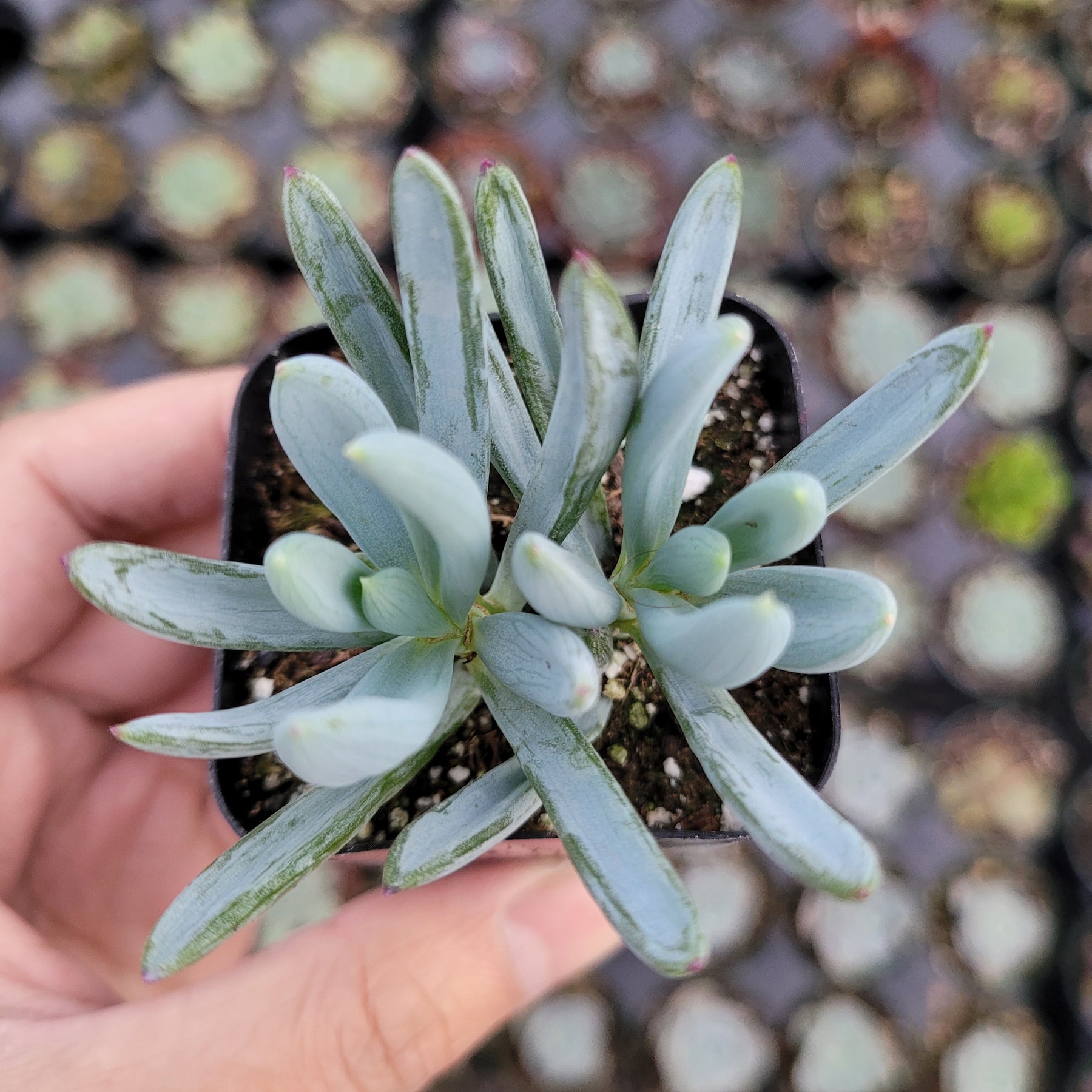 serpens succulent Senecio serpens 'Blue Chalk Sticks' -