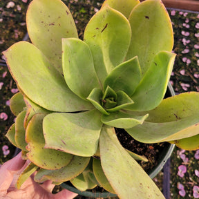 Aeonium nobile - Succulents Depot