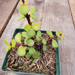 Portulacaria afra 'Elephant Bush' - Succulents Depot