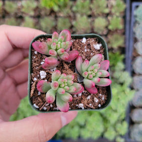 Sedum rubrotinctum 'Aurora' Pink Jelly Bean - Succulents Depot