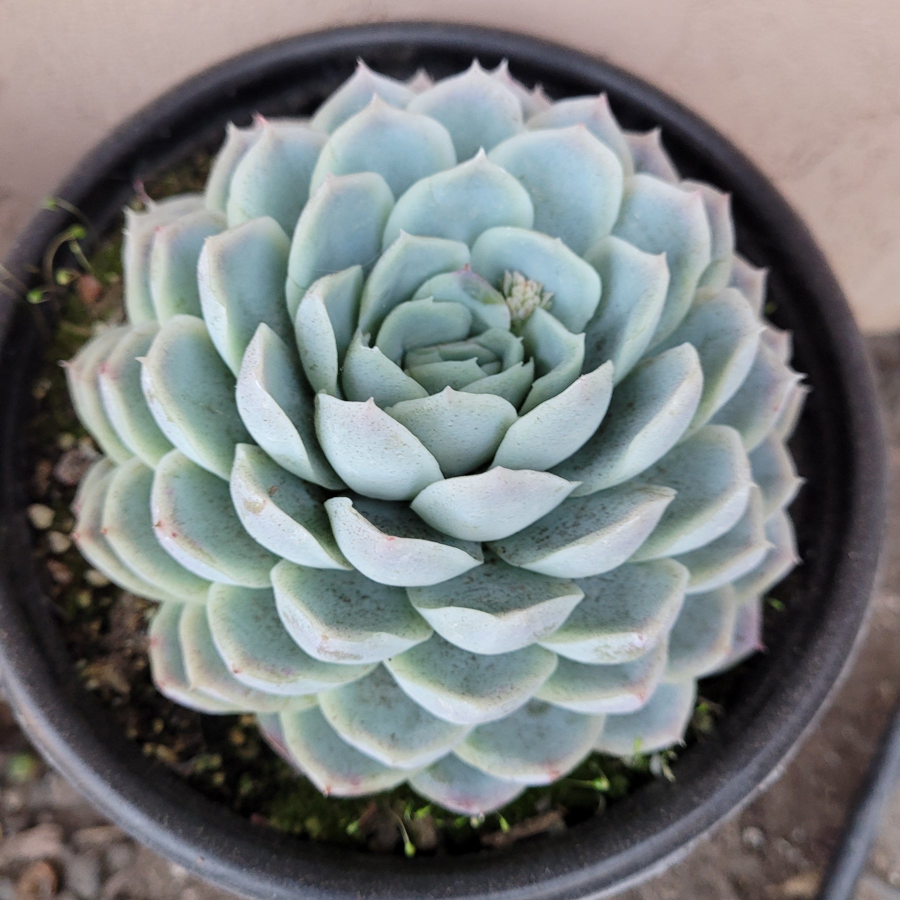 dark ice succulent Echeveria 'Raspberry Ice'
