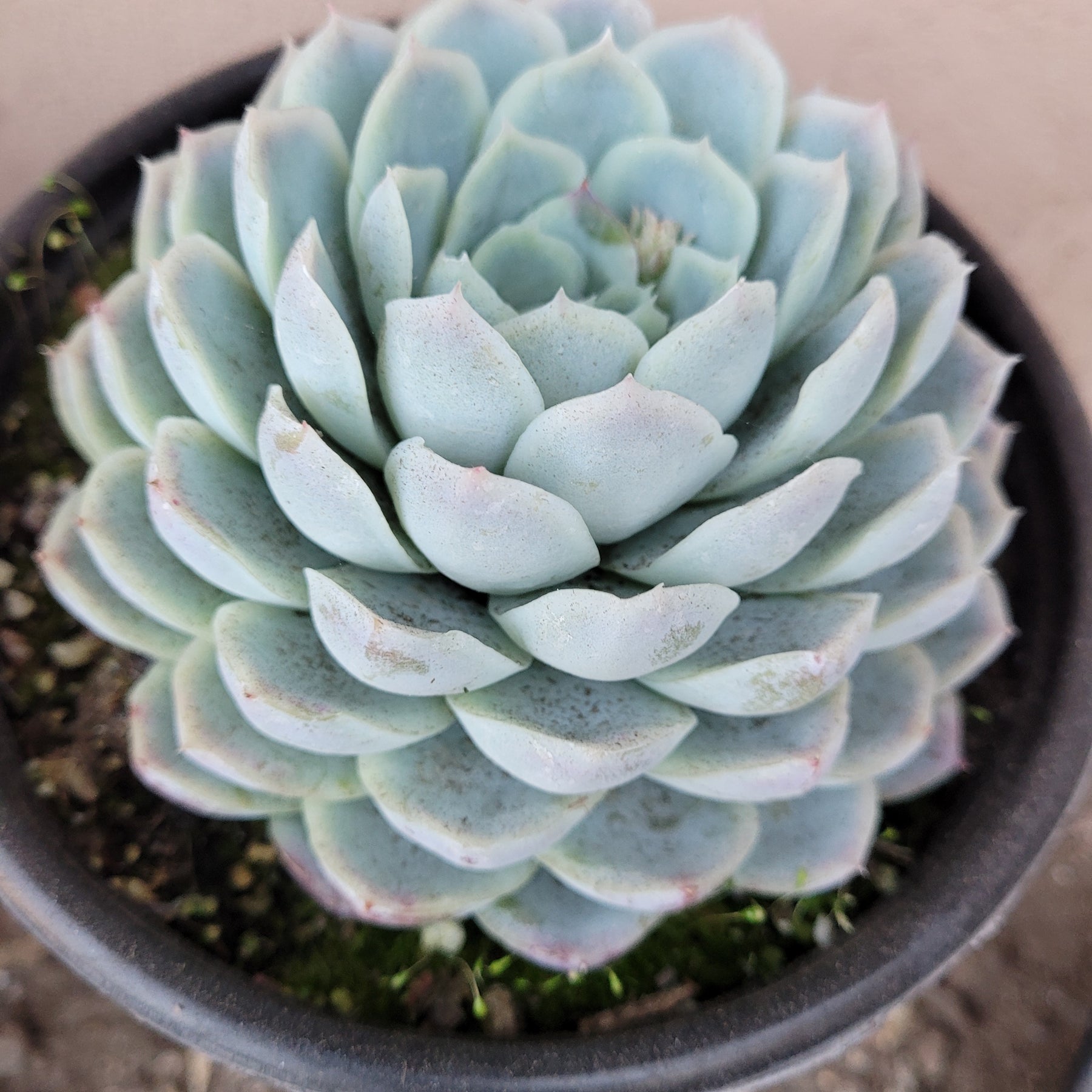blue ice succulent Echeveria 'Raspberry Ice'