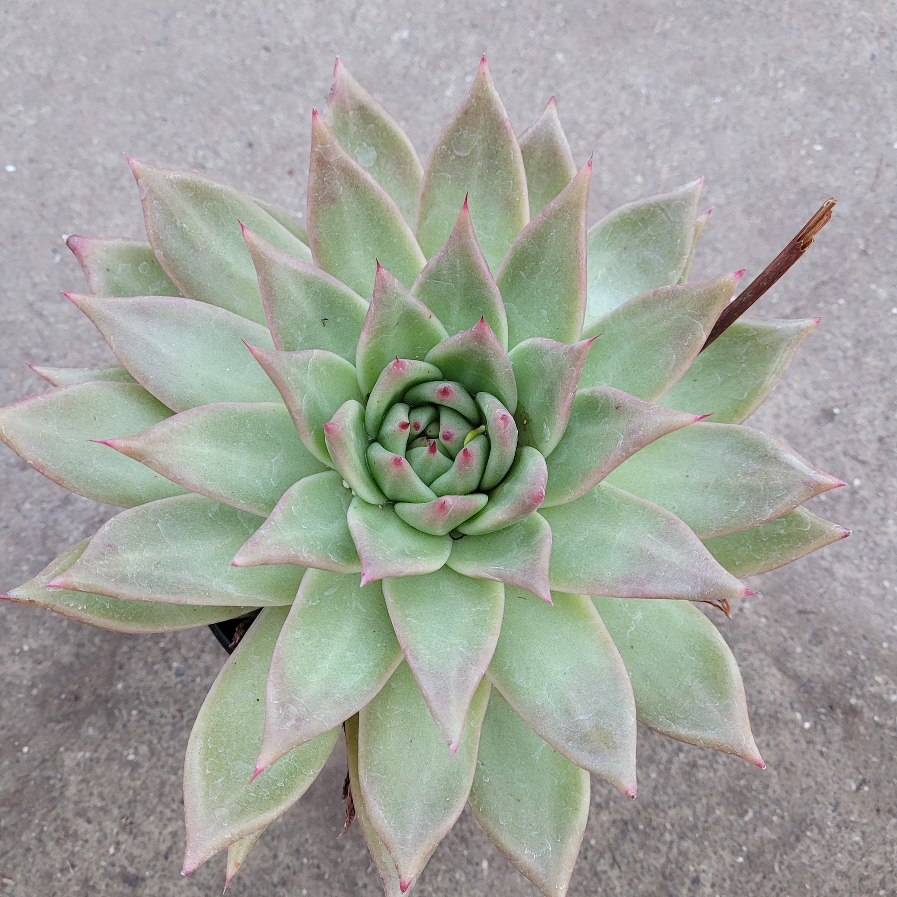 frank reinelt succulent Echeveria agavoides 'Frank Reinelt'