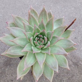 Echeveria agavoides 'Frank Reinelt'