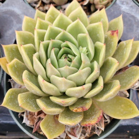Echeveria agavoides 'Mira' - Succulents Depot