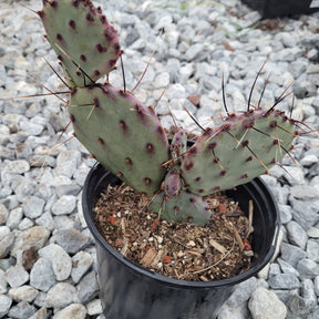 Santa Rita Purple Prickly Pear Cactus - Succulents Depot