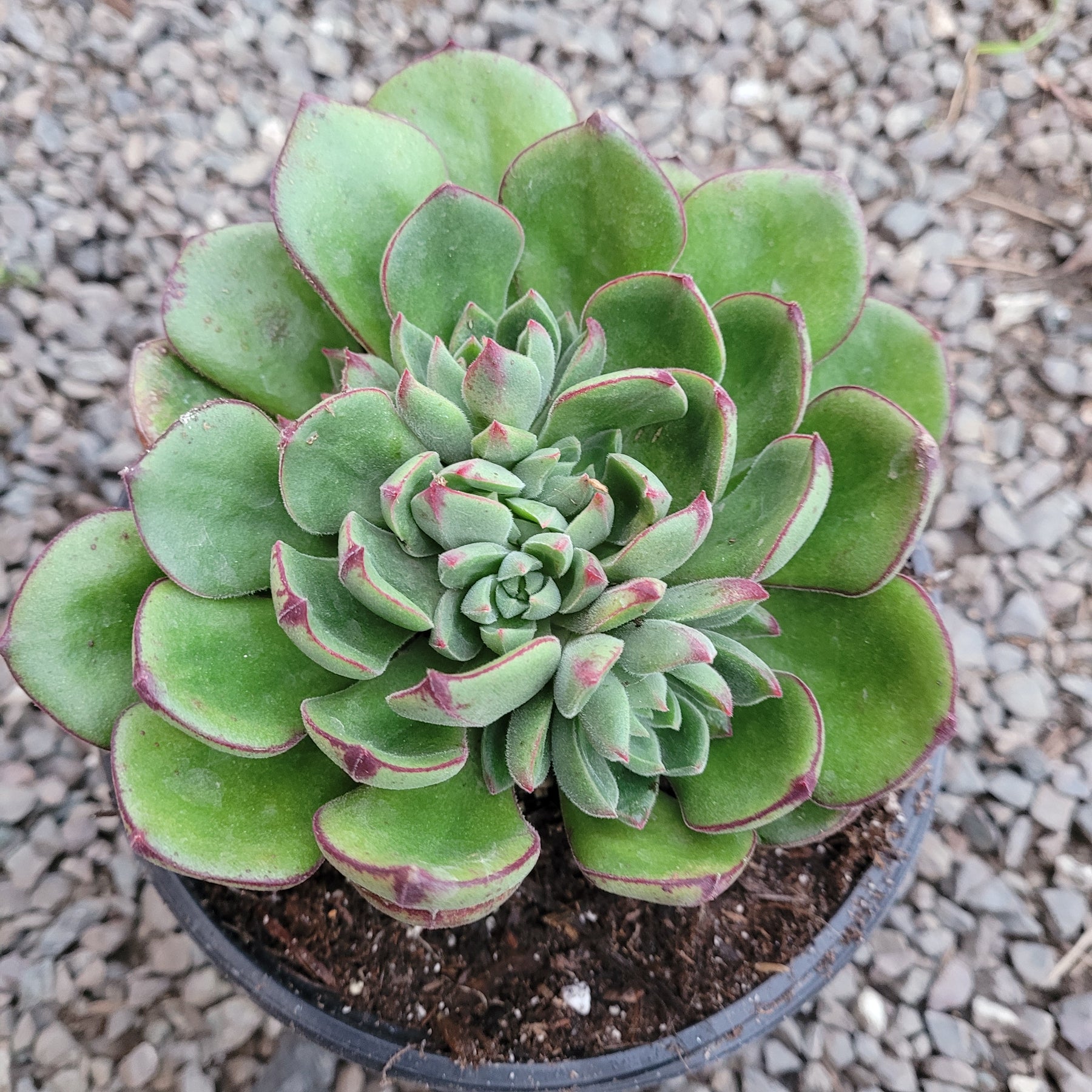daniels succulents Echeveria 'Joan Daniel'
