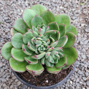 Echeveria 'Joan Daniel' - Succulents Depot