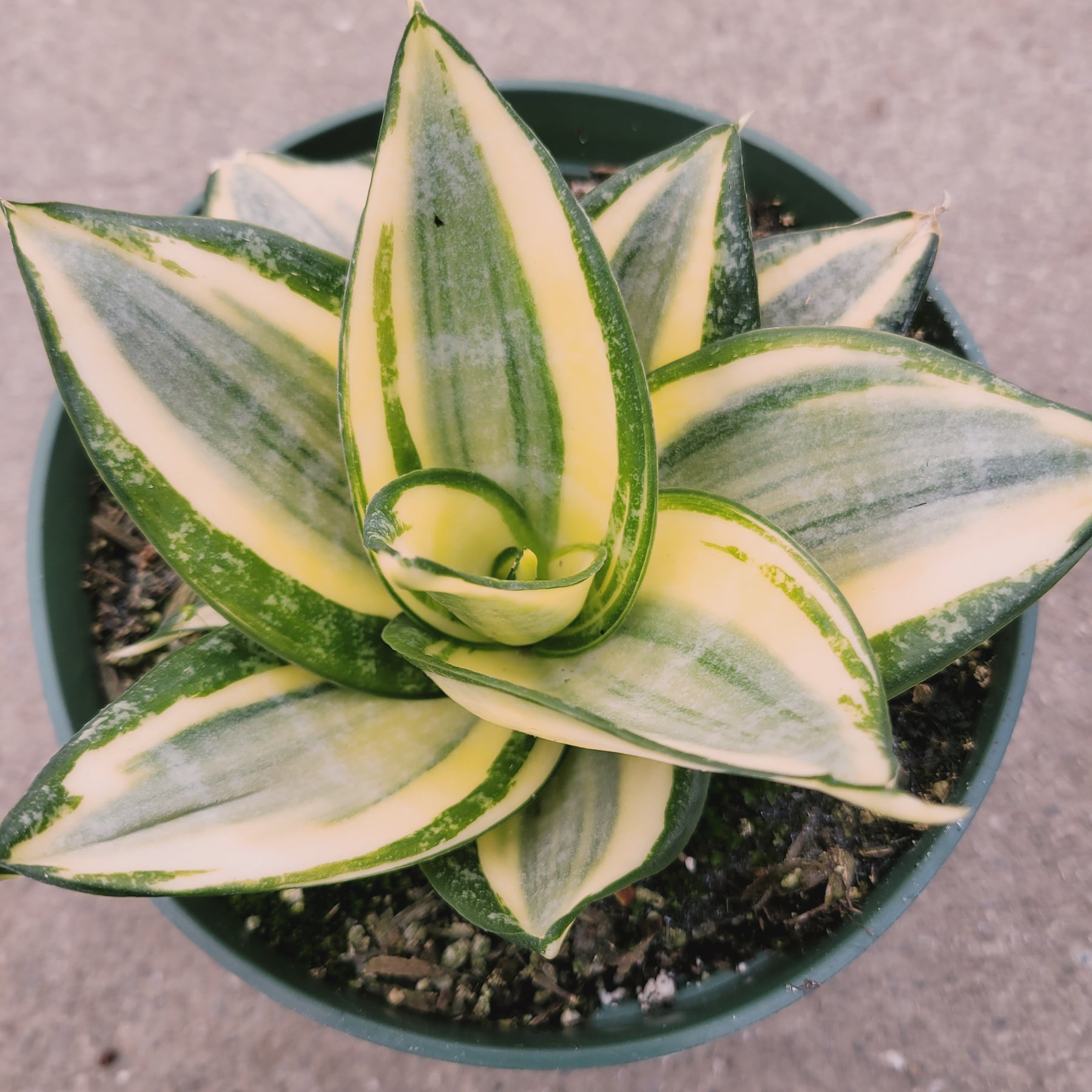 variegated sansevieria Sansevieria 'Snake Plant'