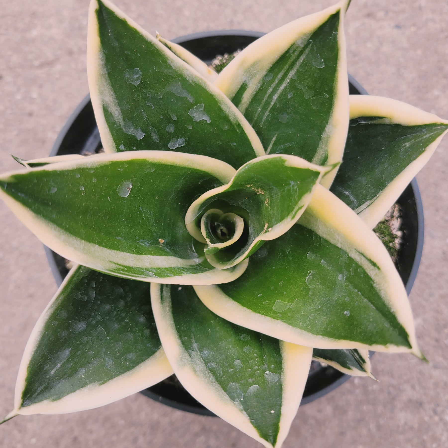 rare succulent snake plant Sansevieria 'Snake Plant'