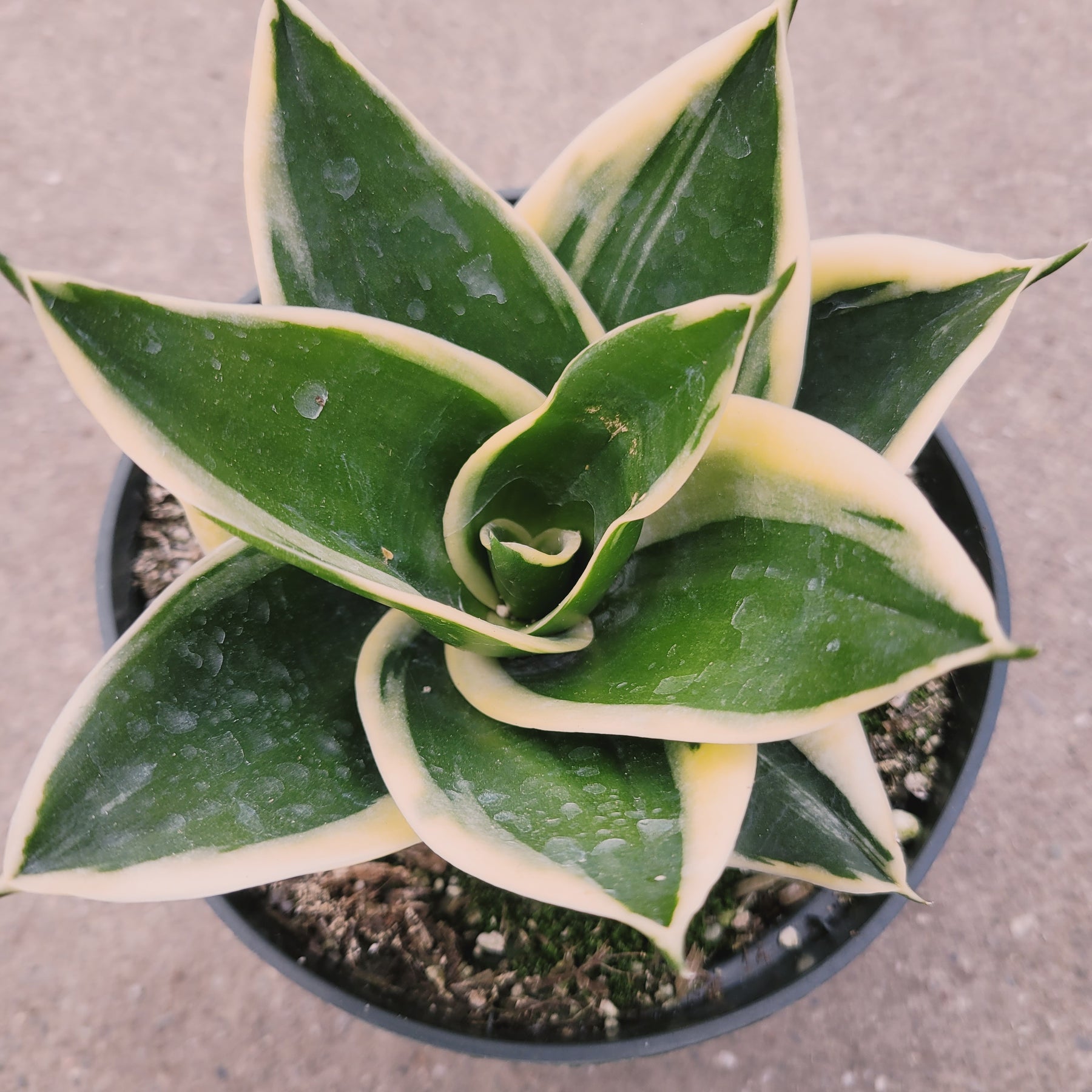 snake plant succulents Sansevieria 'Snake Plant'