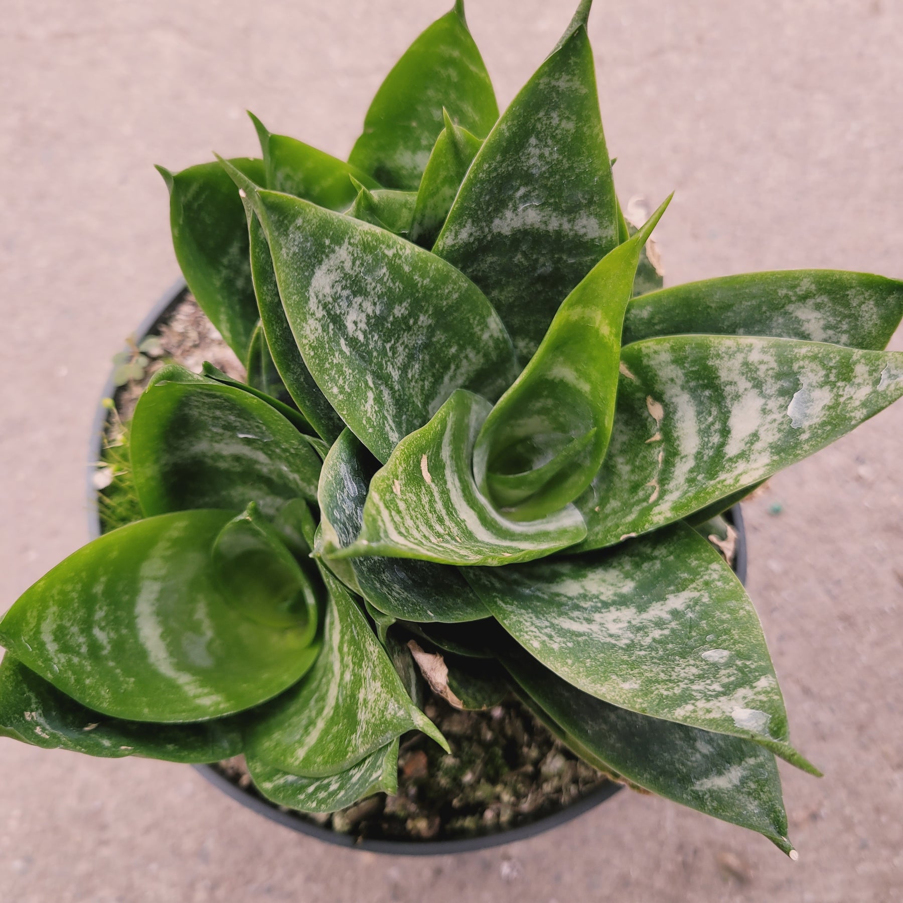 sansevieria trifasciata small Sansevieria 'Snake Plant'
