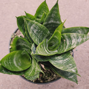 Sansevieria 'Snake Plant'
