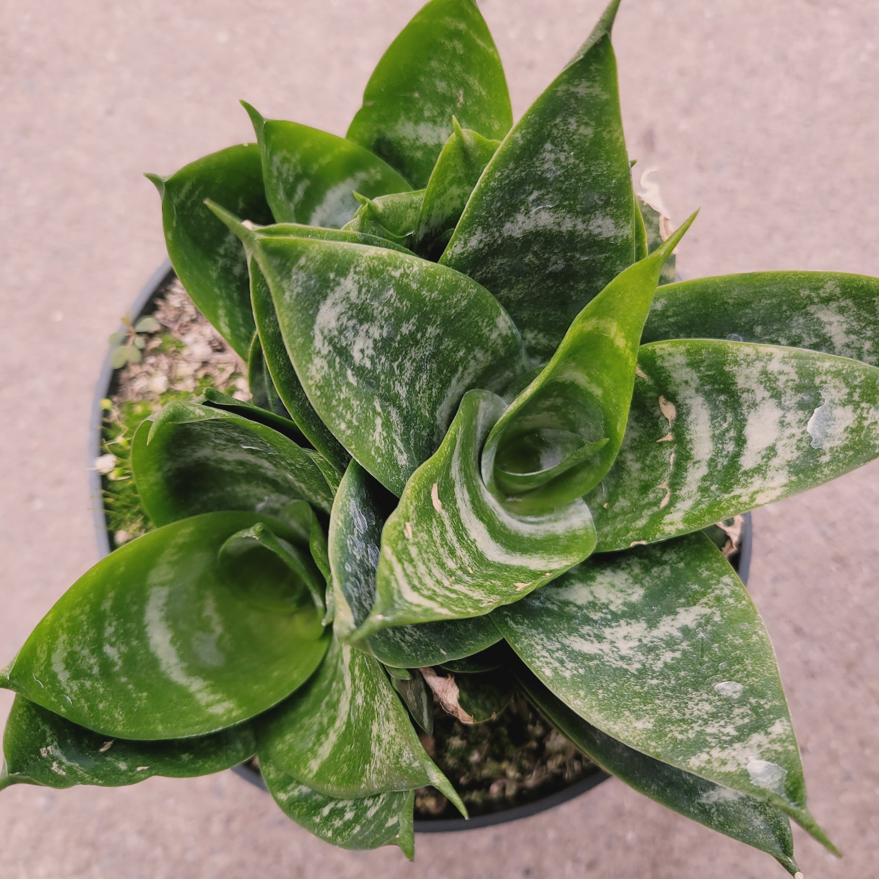 succulent snake plant Sansevieria 'Snake Plant'
