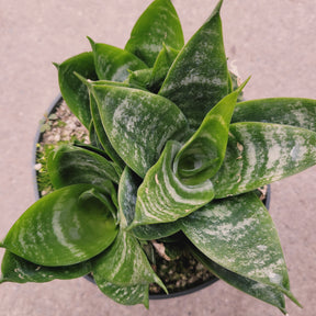 Sansevieria 'Snake Plant'
