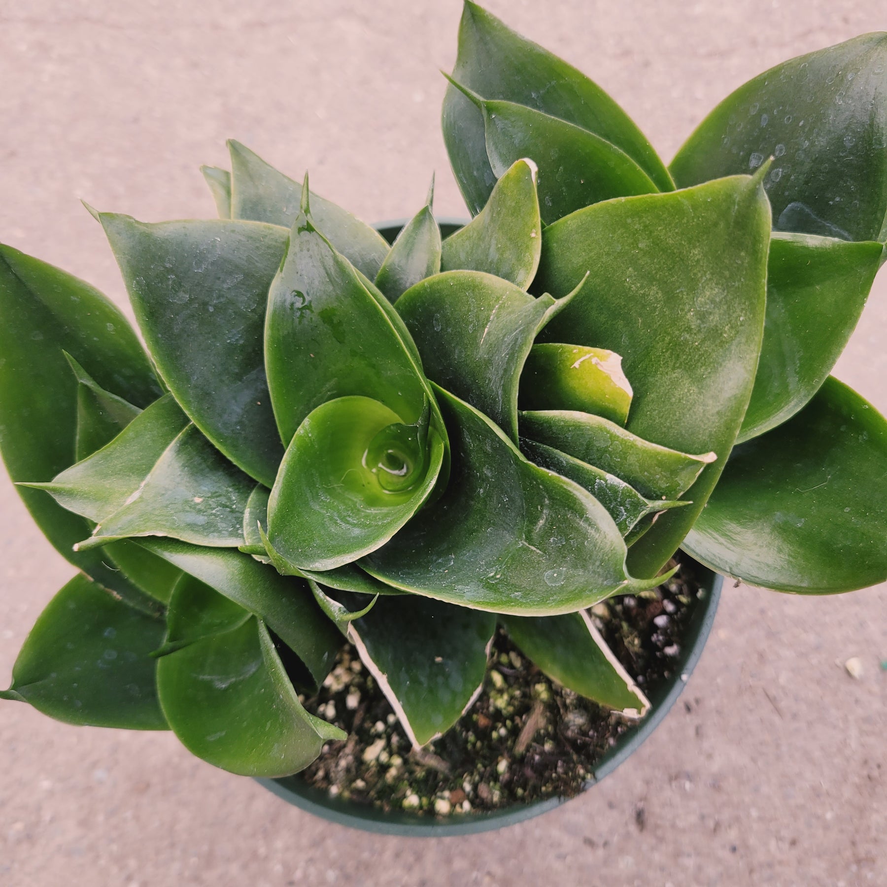 is a snake plant a succulent Sansevieria 'Snake Plant'