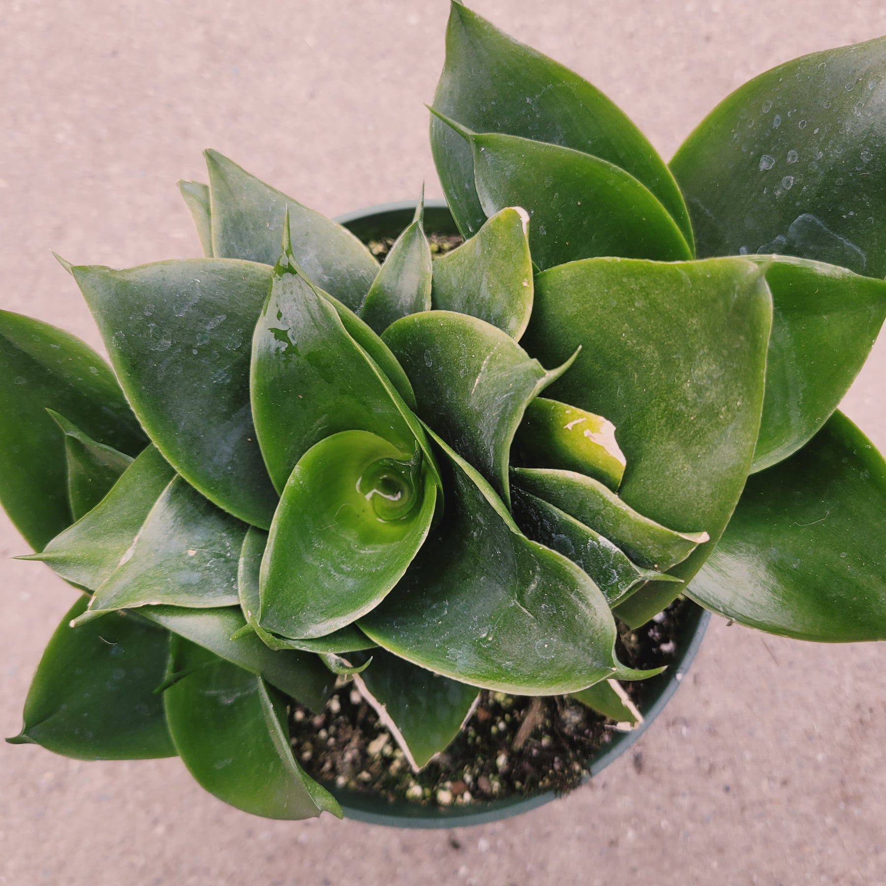 sanseveria sp snake plant succulents Sansevieria 'Snake Plant'