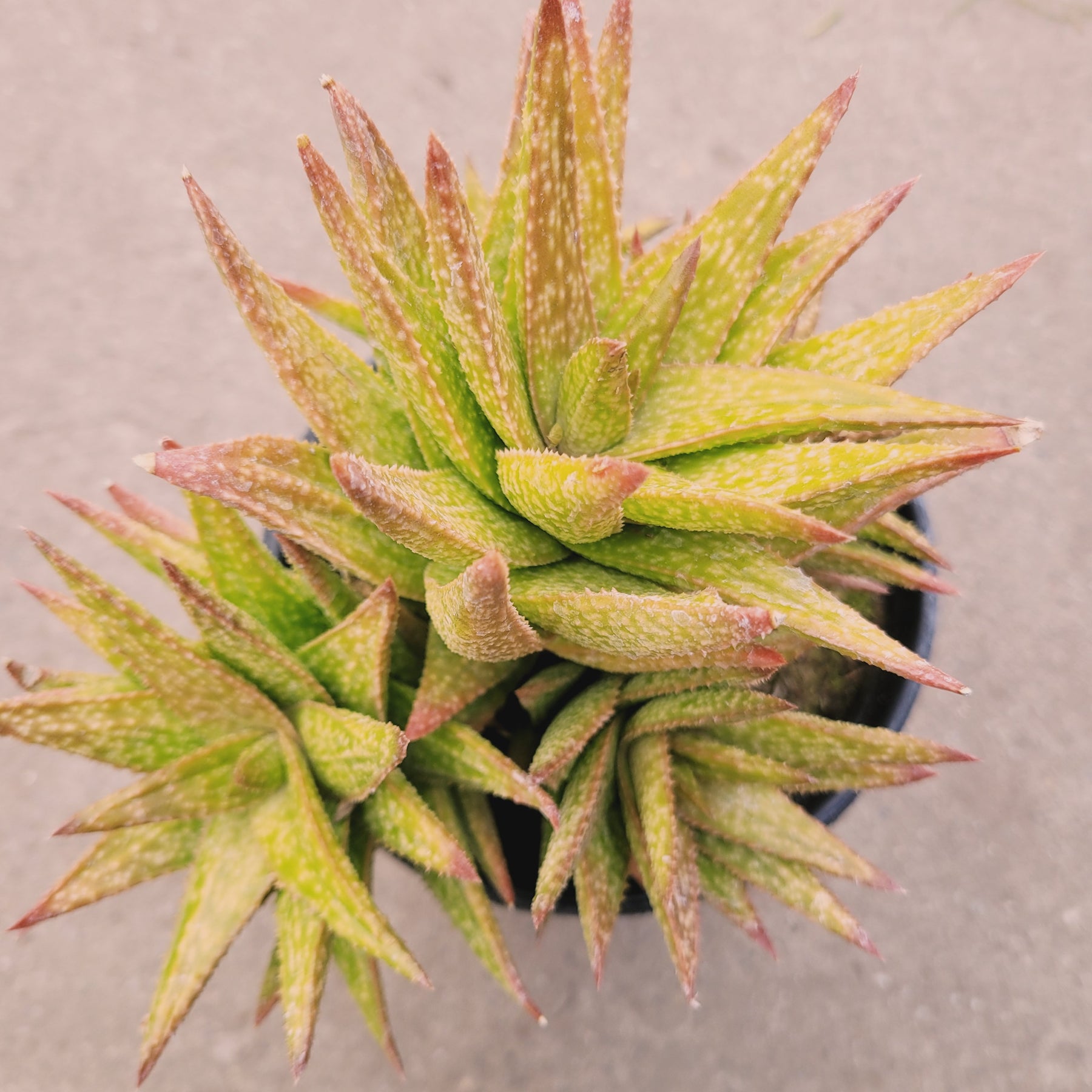 green yellow succulent Gasteraloe 'Green Gold'