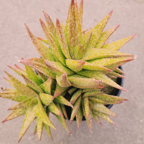 Gasteraloe 'Green Gold'