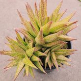 Gasteraloe 'Green Gold'