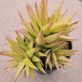 Gasteraloe 'Green Gold'
