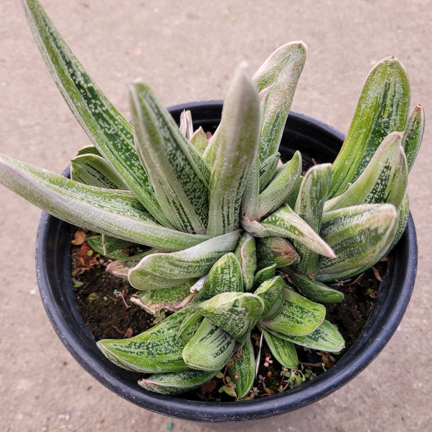 warty succulent Gasteria 'Little Warty'