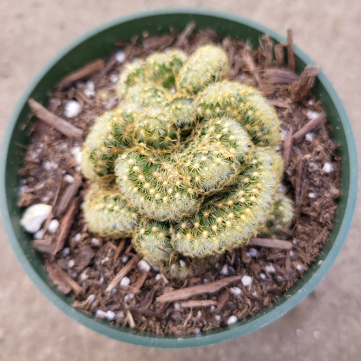 Mammillaria elongata cristata 'Brain Cactus'