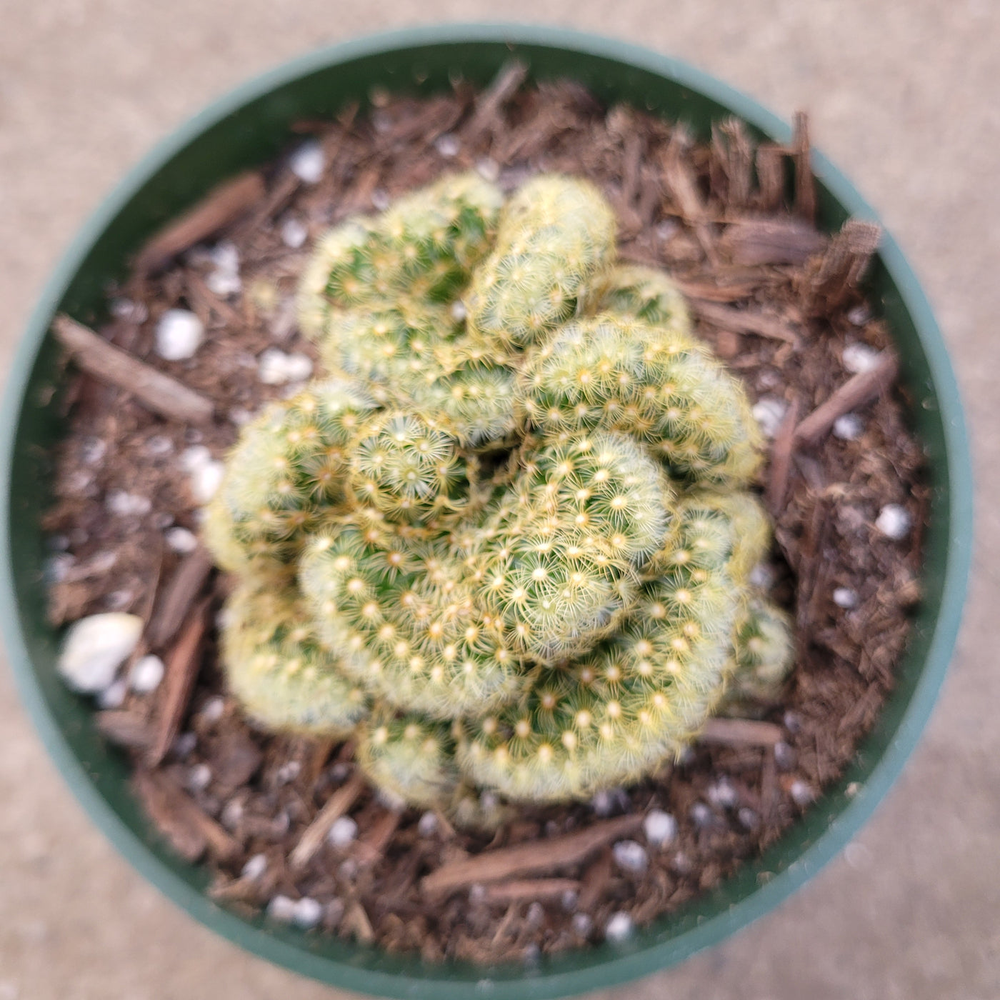 Mammillaria elongata cristata 'Brain Cactus' in green pot.